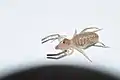 Ammotrecha sp.