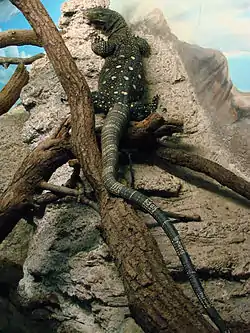 ハナブトオオトカゲ