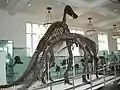 アメリカ自然史博物館（アメリカ合衆国ニューヨーク）の展示