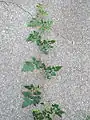 Ampelopsis arborea