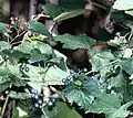 果実