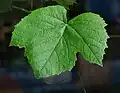 葉