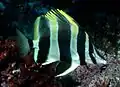 Lord Howe Island butterflyfish（Amphichaetodon属）