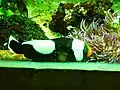 トウアカクマノミ