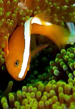 セジロクマノミ