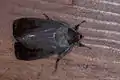 カラスヨトウ Amphipyra lividaポーランド