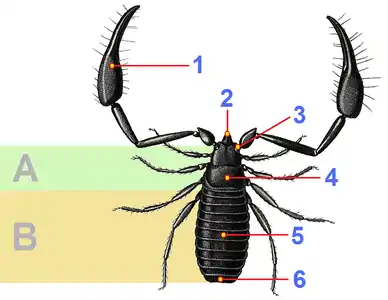 カニムシの構造A:前体、B:後体、2:鋏角、1:触肢