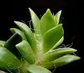 Anacampseros rufescens