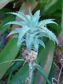 Ananas ananassoidesの果実