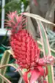 Ananas bracteatusの果実