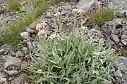 白馬岳・2010年8月