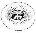 後期（anaphase）