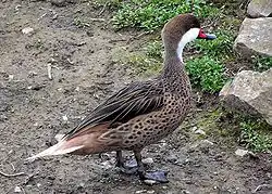 ホオジロオナガガモ