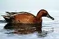 アカシマアジ