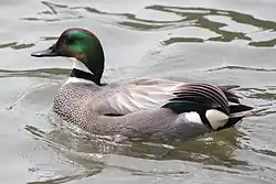 ヨシガモ