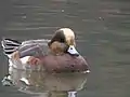ヒドリガモとアメリカヒドリとの交雑個体（個体によって表れる特徴は異なる｡）