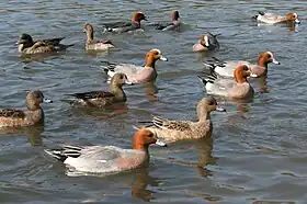 三島池に飛来するヒドリガモ (雄と雌)