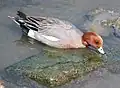 干潟の岩に付いた藻を食べるオス