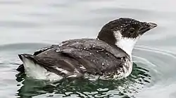 ウミスズメ