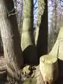 古代のヨーロッパグリの切り株