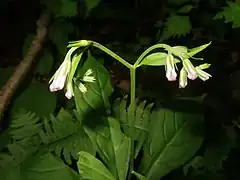 展開する前の花冠、淡青紫色から白色。萼は緑色で5深裂し、裂片は細く先がとがる。