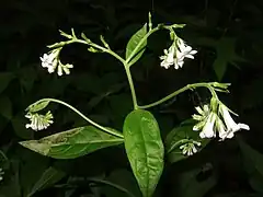 一方の側にのみ向いた、先が巻いた巻散花序（さそり形花序）をだし、しだいに成長して長い総状になる。