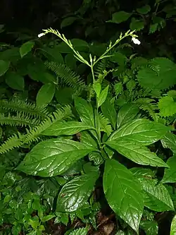花序はしだいに成長して長い総状になり、下から上に順々に開花していく。花序の下部にのみ苞がある。