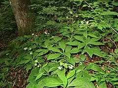 生育環境。山地の広葉樹林下のやや湿った斜面に、モミジガサ、オオバショウマ、ミツバウツギ、シダ類とともに生育していた。