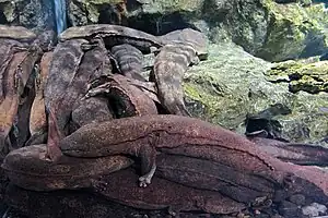 オオサンショウウオ