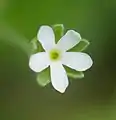単独の花