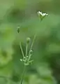 花茎の先端部輪生する苞と花柄