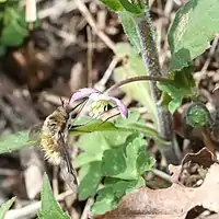 ニリンソウを吸蜜中のビロウドツリアブ