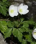 2輪の花をつけた個体