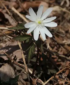 キクザキイチゲ（菊咲一華、学名：Anemone pseudoaltaica H.Hara ）、大日ヶ岳（岐阜県郡上市）にて、2014年4月15日