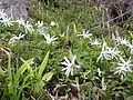 東京都日の出山・2007年4月