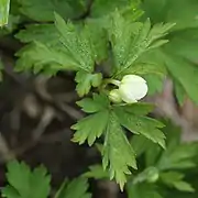 蕾