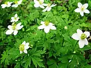輪生する茎葉に葉柄がある。