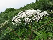複散形花序は径20cmに及ぶ。