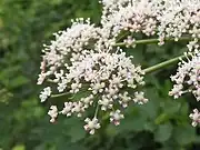 雄蕊は花外に突き出て、花弁の先は内曲する。小花序の下に細い小総苞片が数個ある。