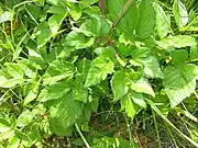 葉は1-2回羽状複葉で、小葉は質が厚く照りがある。
