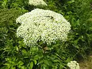 白色の小さな花を大型の複散形状に密につける。