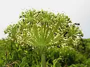 花序の下に総苞片があり、小花序の下の小総苞もある。