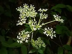 複散形花序に小型の白色の花を多数つける。花弁は5個で、先端が尾状になって内側に曲がる。葯は紫褐色になる。