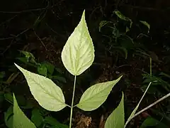 小葉の裏面、やや白みをおびる。