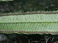 葉の裏面