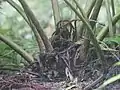 根元、葉柄に白い線状の模様が見える