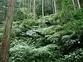 群生地の様子杉植林下に大株がいくつも見える