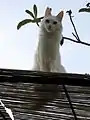 高い場所を好む