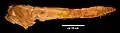 アメリカ自然史博物館のA. santanae 標本(AMNH 22555)の頭骨