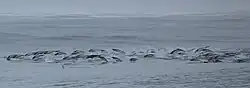 シロハラセミイルカ